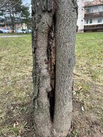 dávna mrazová doska, viditeĺné poškodenie dreva