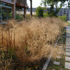 Deschampsia caespitosa ‘Goldschleier‘