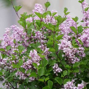 detail na orgovan mayerov