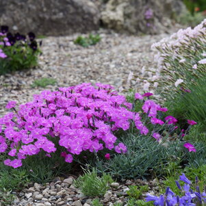 Dianthus