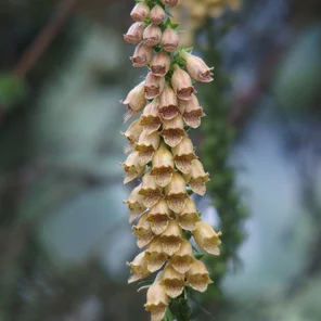 Digitalis laevigiata Digitalis laevigiata