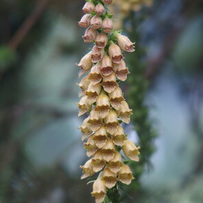 Digitalis laevigiata