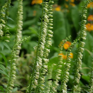 Digitalis lutea