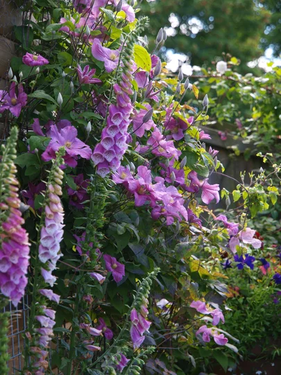Digitalis purpurea - náprstník červený Digitalis purpurea - náprstník červený