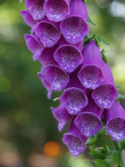 Digitalis purpurea - náprstník detail Digitalis purpurea - náprstník detail