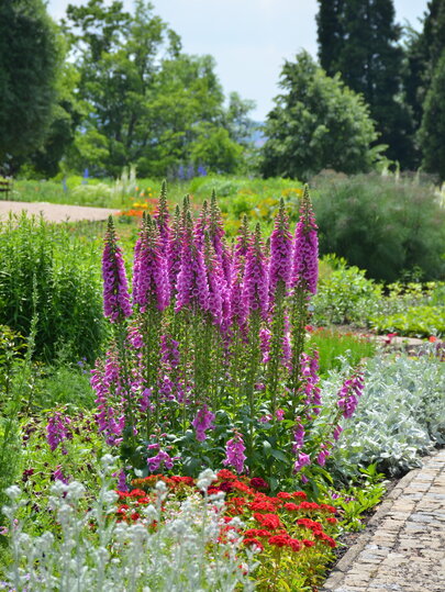 Digitalis purpurea v kvetinovom záhone