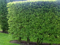 drieň - Cornus mas