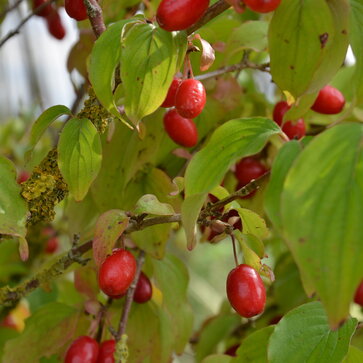 Drieň obyčajný – Cornus mas