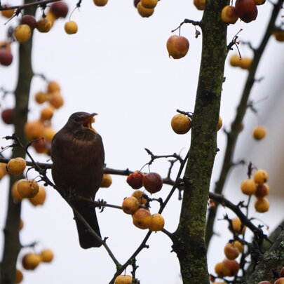 Drozd na Malus ‘Golden Hornet‘