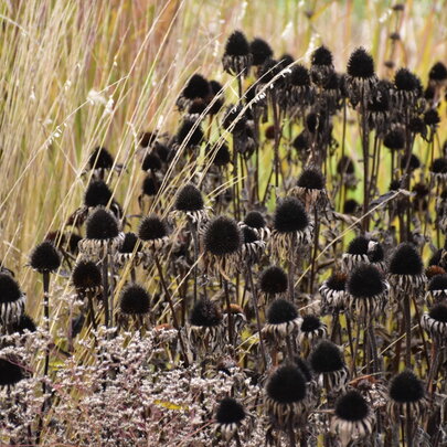 Echinacea