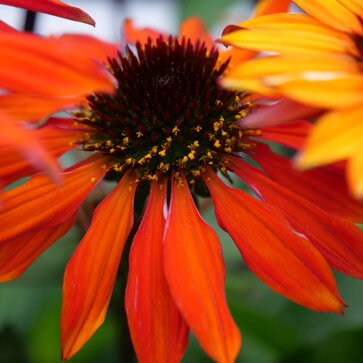 Echinacea