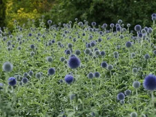 echinops