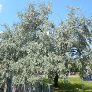 Eleagnus