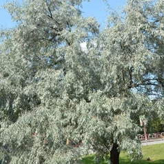 Eleagnus angustifolia Eleagnus angustifolia