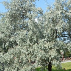 Eleagnus angustifolia