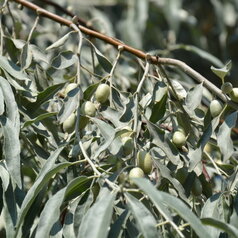 Eleagnus angustifolia - plody