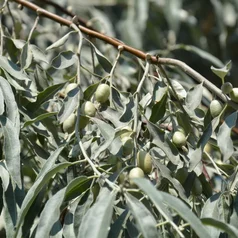 Eleagnus angustifolia - plody Eleagnus angustifolia - plody