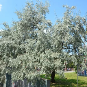 Eleagnus