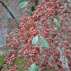 Eleagnus umbellata Eleagnus umbellata