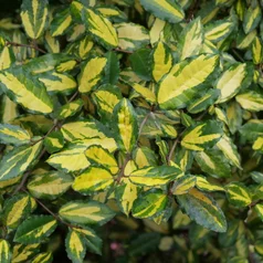Eleagnus x ebingei Eleagnus x ebingei