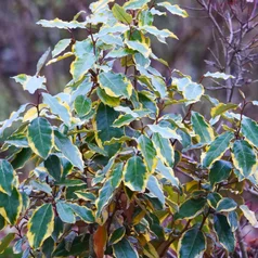 Eleagnus x ebingei ‘Viveleg‘ Eleagnus x ebingei ‘Viveleg‘