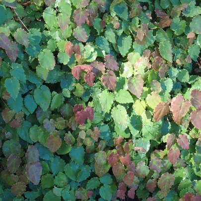 Epimedium pauciflorum