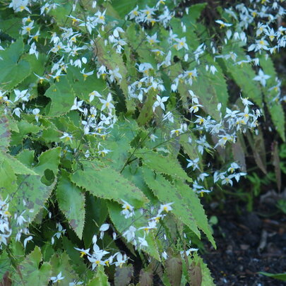 Epimedium stellulatum