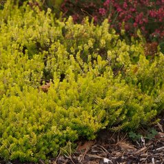 Erica carnea