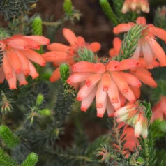 Erica cerinthoides - Južná frika, neprezimuje
