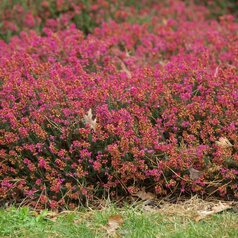 Erica cinerea