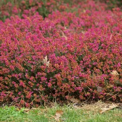 Erica cinerea