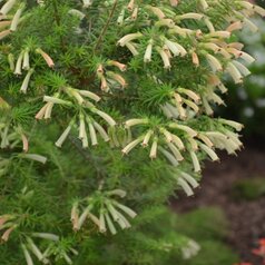 Erica glandulosa - Južná Afrika, neprezimuje