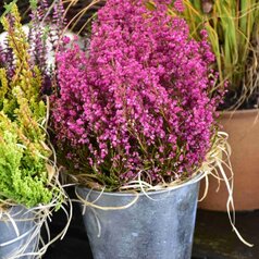 Erica gracilis - subtropická, neprezimuje