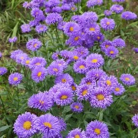 Erigeron ‘Adria‘