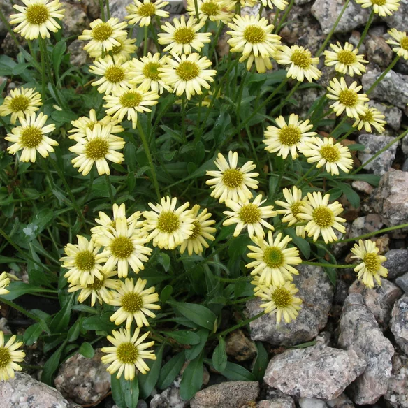 Erigeron ‘Canary Bird‘2