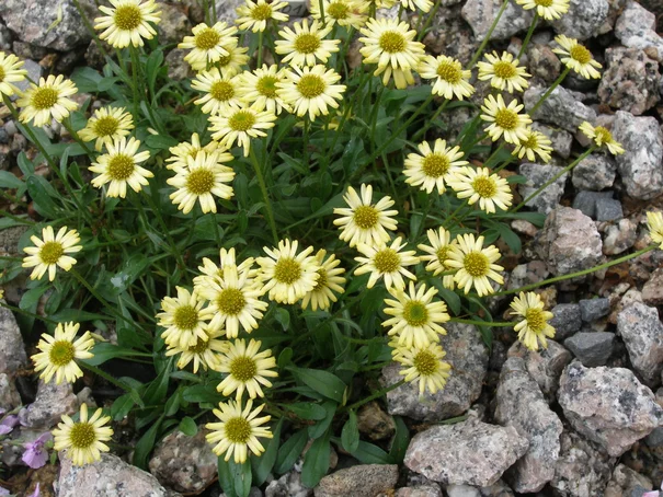 Erigeron ‘Canary Bird‘2