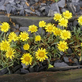Erigeron chrysopsidis