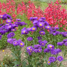 Erigeron ‘Dominator‘