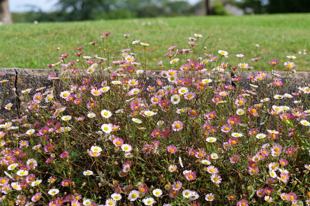 Erigeron karwinskianus
