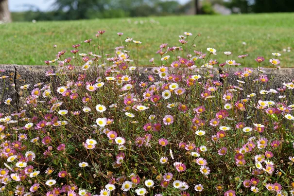 Erigeron karwinskianus
