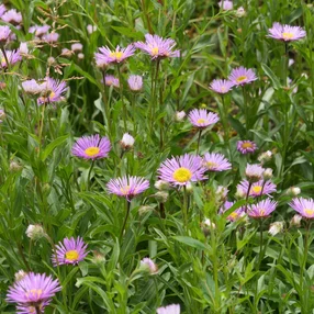 Erigeron ‘Rosa Juwel‘