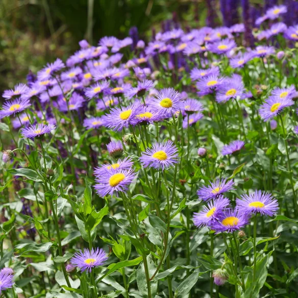 Erigeron speciosus ‘Macranthus‘