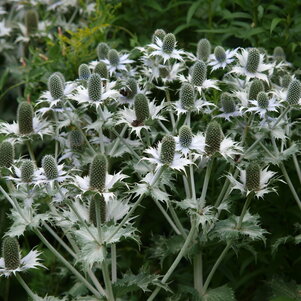 Eryngium