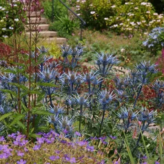 Eryngium