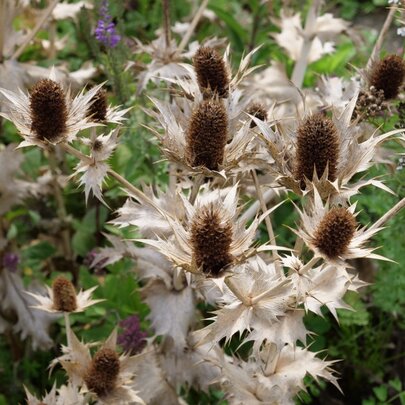 Eryngium