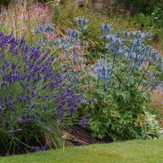 Eryngium