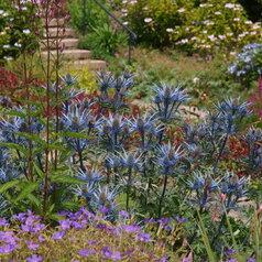 Eryngium