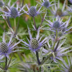 Eryngium ‘Forcnett Ultra‘