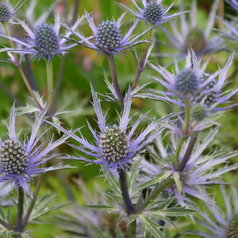 Eryngium ‘Forcnett Ultra‘