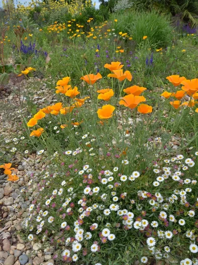 Eschscholzia Eschscholzia